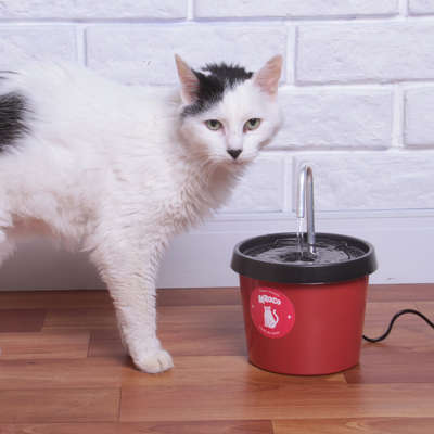 Fonte Bebedouro Kroco Vermelho para Gatos
