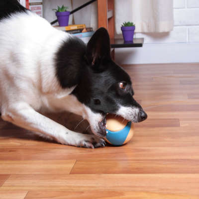 Brinquedo Kroco Bolinha de Borracha Apito Azul para Cães