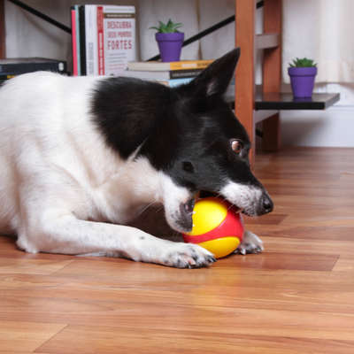 Brinquedo Kroco Bolinha de Borracha Apito Vermelho para Cães