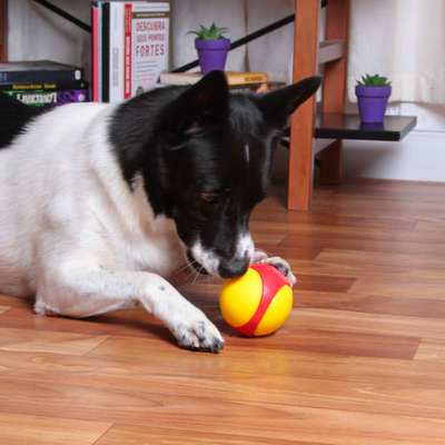 Brinquedo Kroco Bolinha de Borracha Apito Vermelho para Cães
