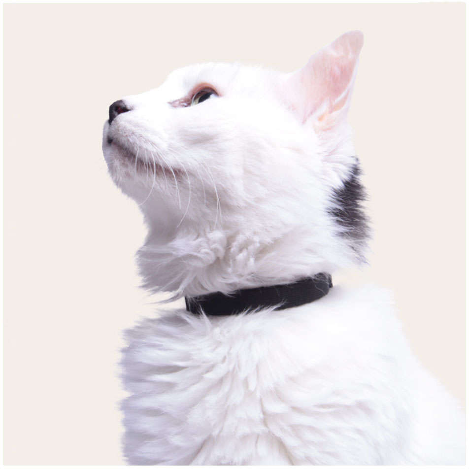 Coleira Meau Preta para Gatos - Tam. Único