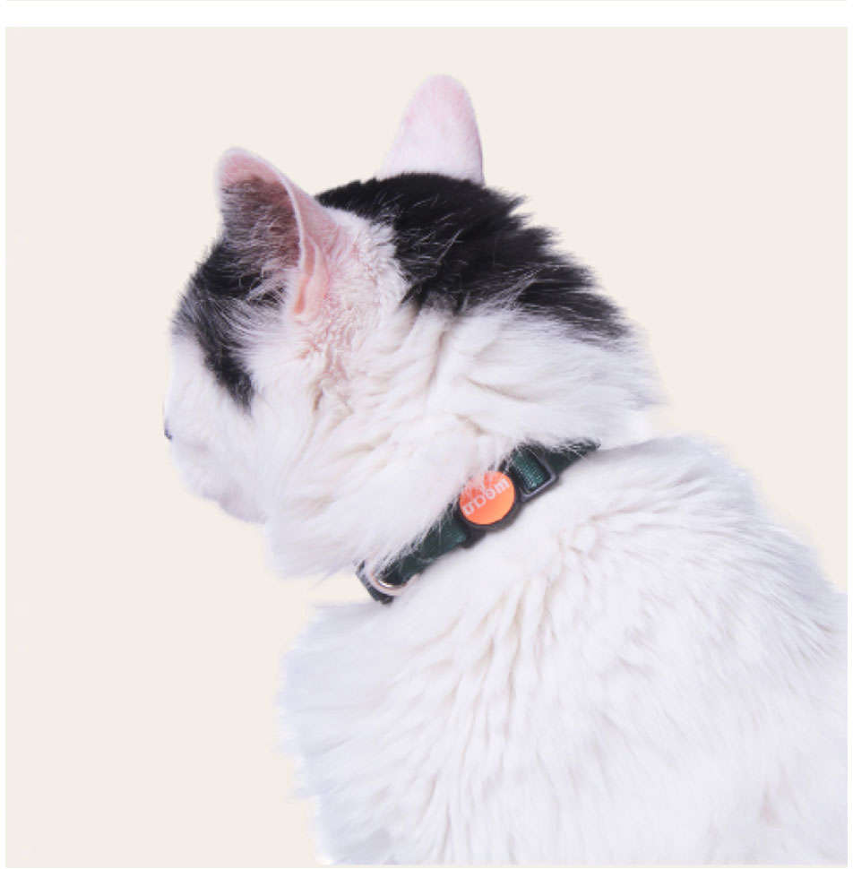 Coleira Meau Verde para Gatos - Tam. Único