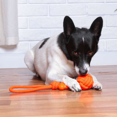 Brinquedo de Corda Kroco Puxador Laranja