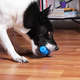 Brinquedo Kroco Mordedor Garrafinha Azul para Cães