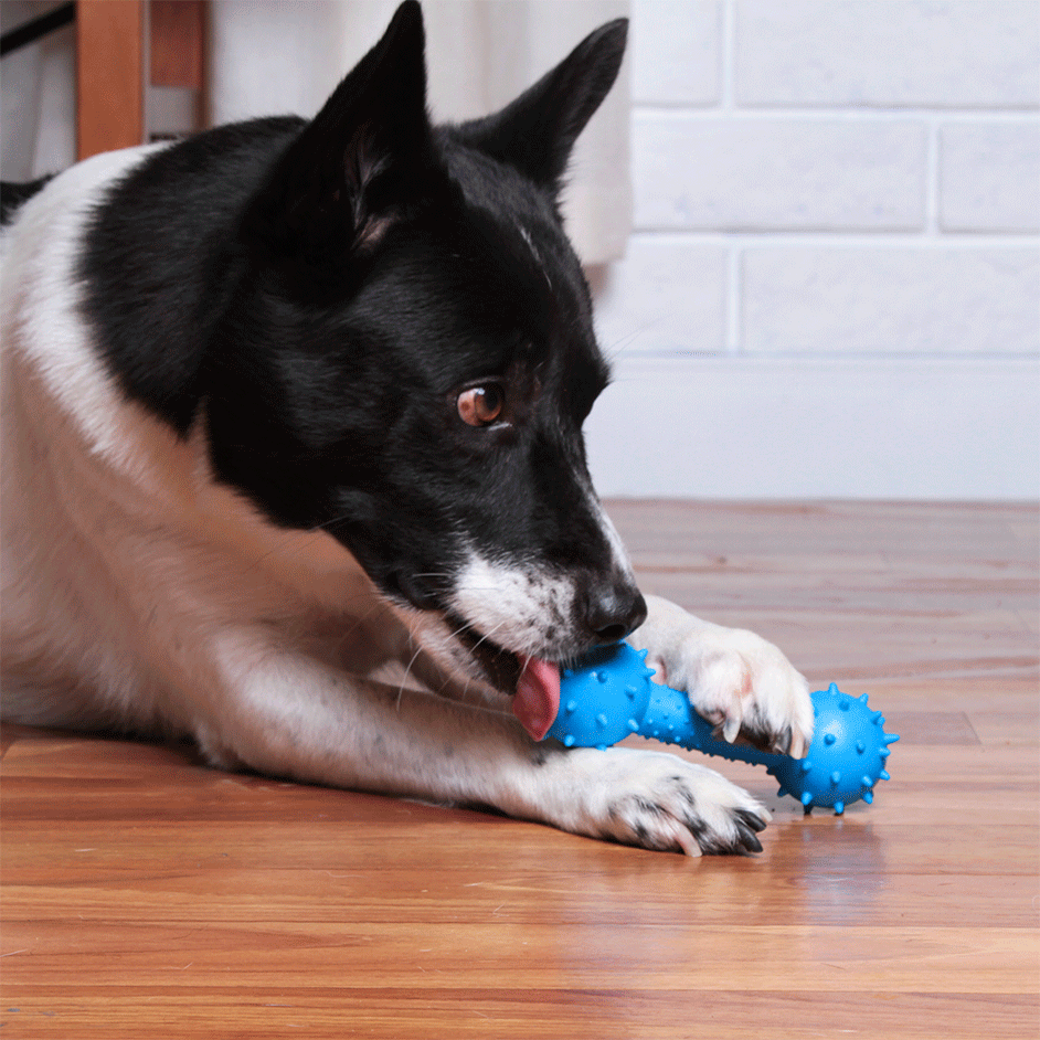 Brinquedo Kroco Mordedor Halteres Azul para Cães - Tam. Único
