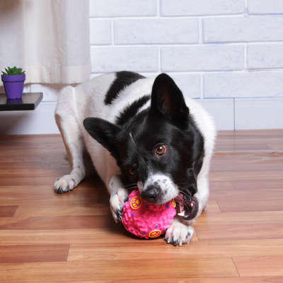 Brinquedo Kroco Bola Interativa Rosa para Cães