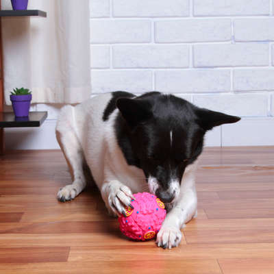 Brinquedo Kroco Bola Interativa Rosa para Cães