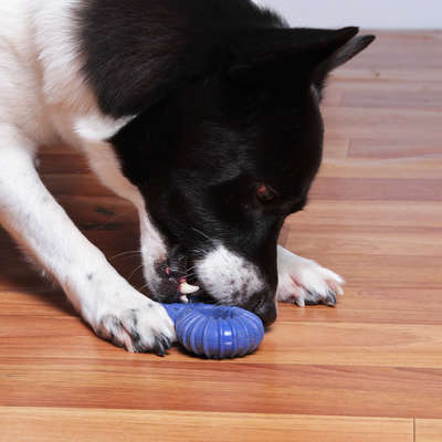 Mordedor Kroco Recheável Wood Azul para Cães