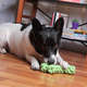 Brinquedo de Corda Kroco Osso Verde