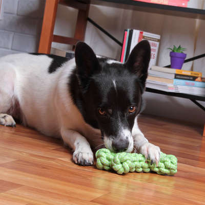 Brinquedo de Corda Kroco Osso Verde
