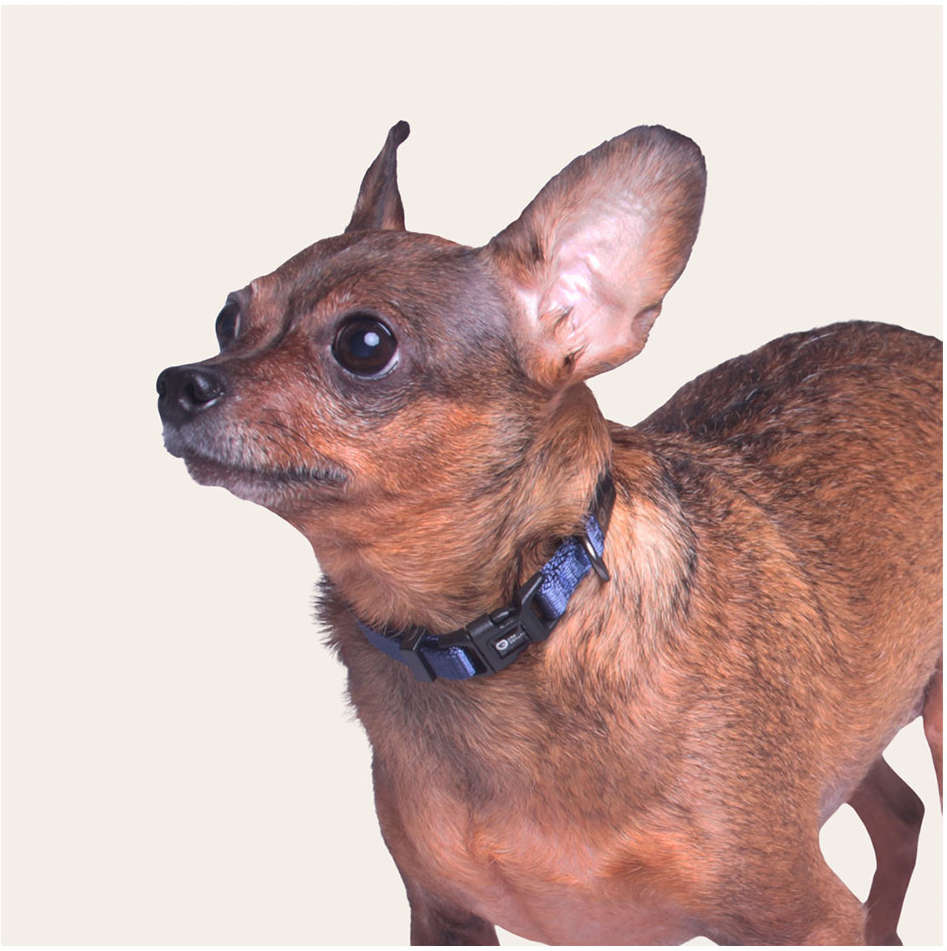 Coleira Future Pet Azul Marinho para Cães - Tam. PP