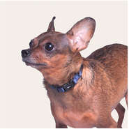 Coleira Future Pet Azul Marinho para Cães - Tam. PP