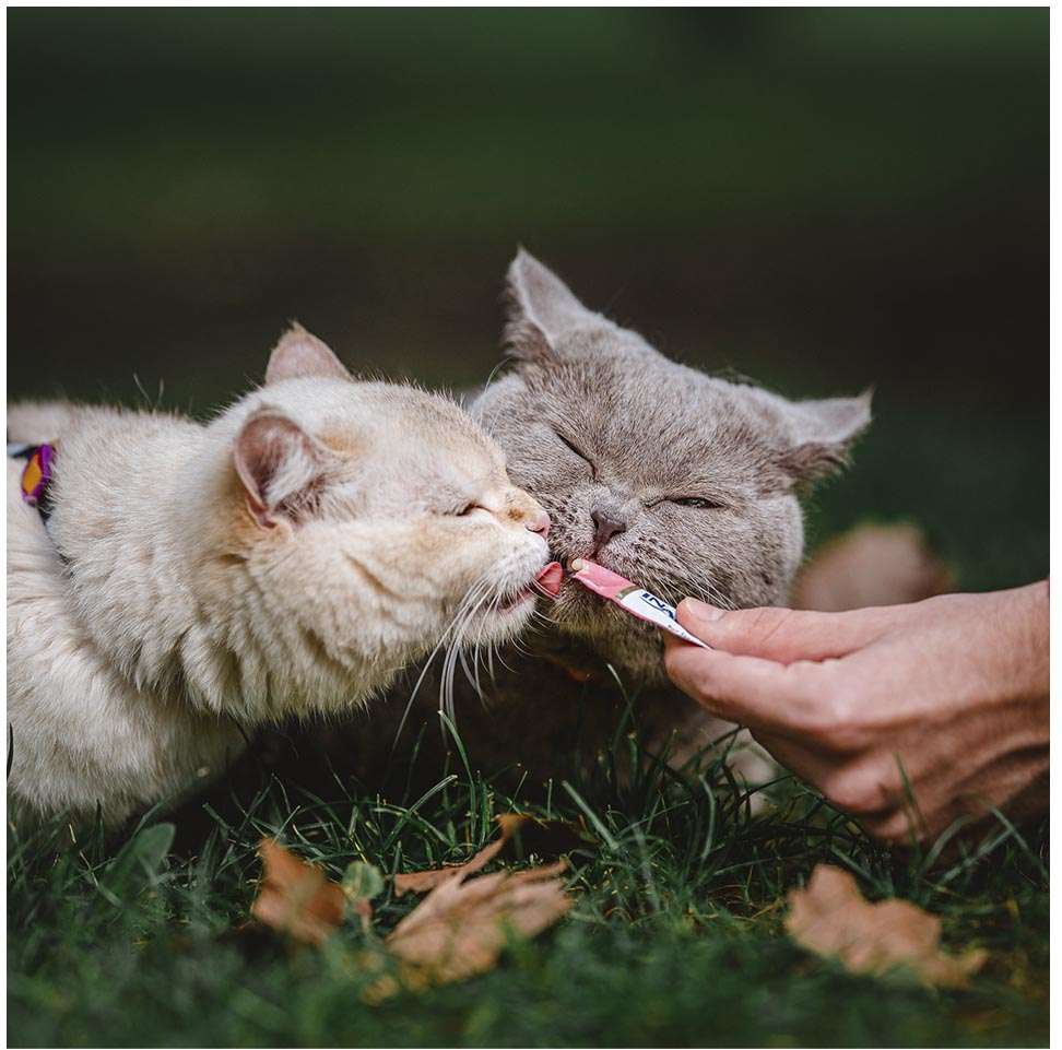 Petisco Churu para Gatos Sabor Galinha - 1 Pacote (4 Unidades)