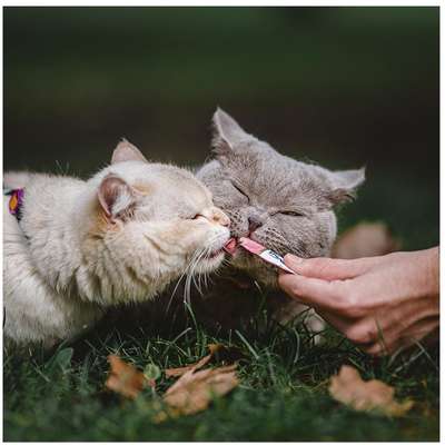 Petisco Churu para Gatos Sabor Galinha