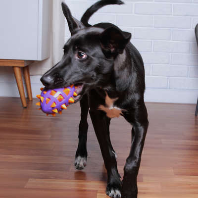 Mordedor Kroco Espinhos Roxo para Cães