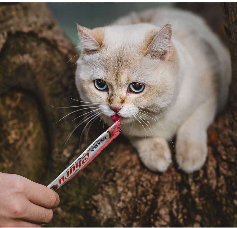 Petisco Churu para Gatos Sabor Camarão e Galinha - 1 Pacote (4 Unidades)