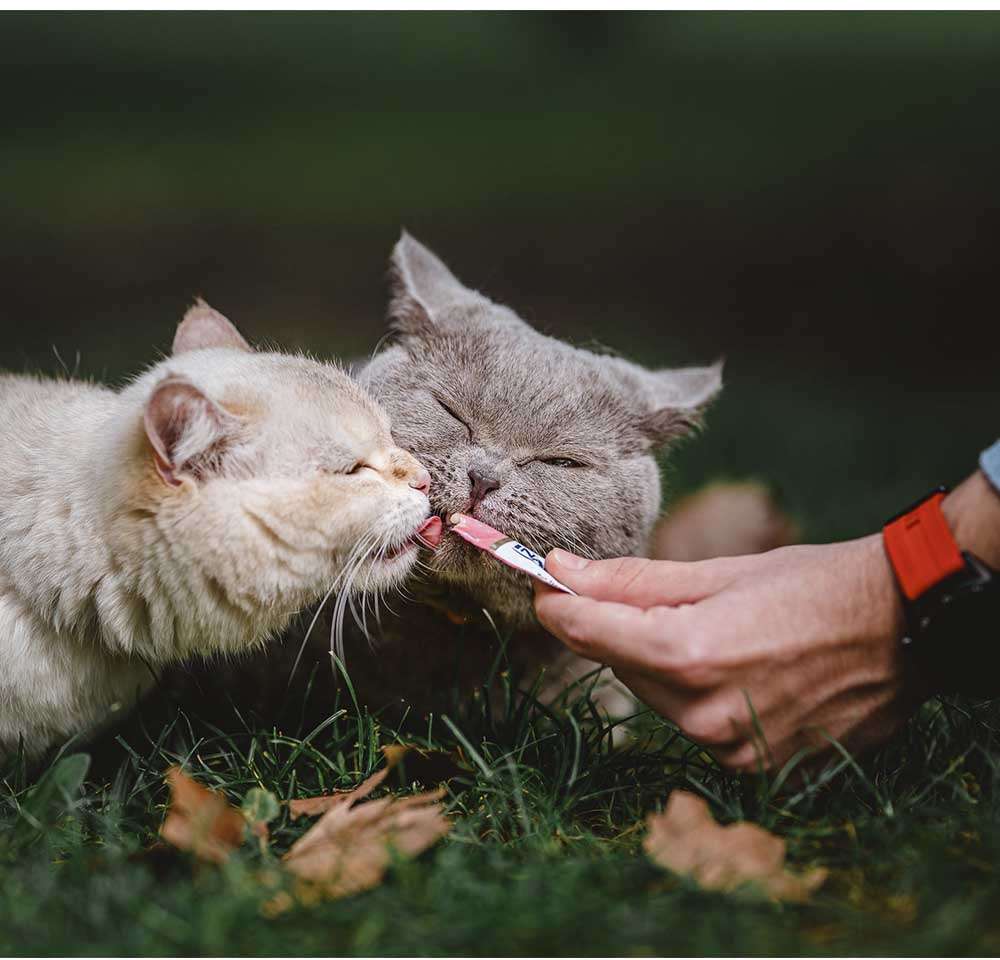 Petisco Churu para Gatos Sabor Camarão e Galinha - 1 Pacote (4 Unidades)