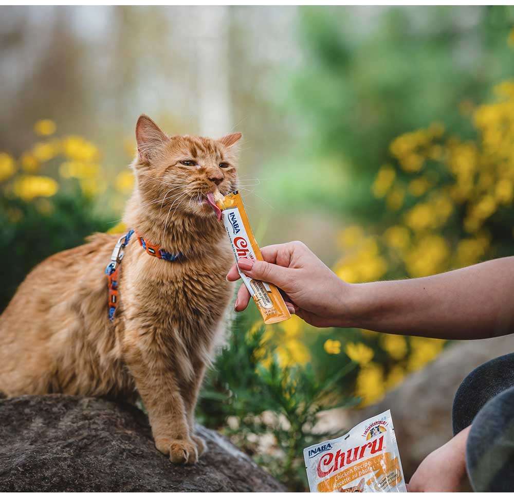 Petisco Churu para Gatos Sabor Camarão e Galinha - 1 Pacote (4 Unidades)