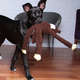 Brinquedo Chalesco Pelúcia Esquilo para Cães
