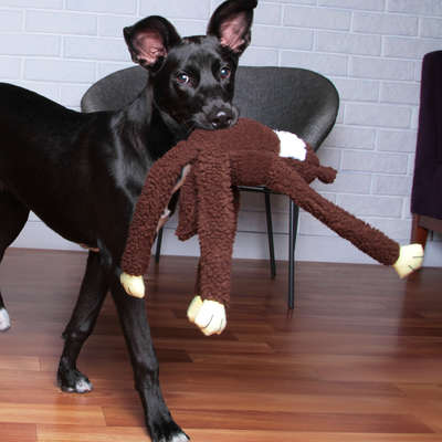Brinquedo Chalesco Pelúcia Esquilo para Cães