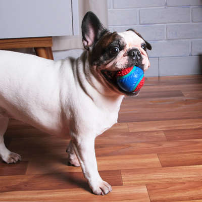 Brinquedo Kroco Bola de Tênis Spike Vermelho para Cães
