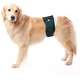 Protetor Higiênico Pet Med para Fraldas Verde para Cães Machos