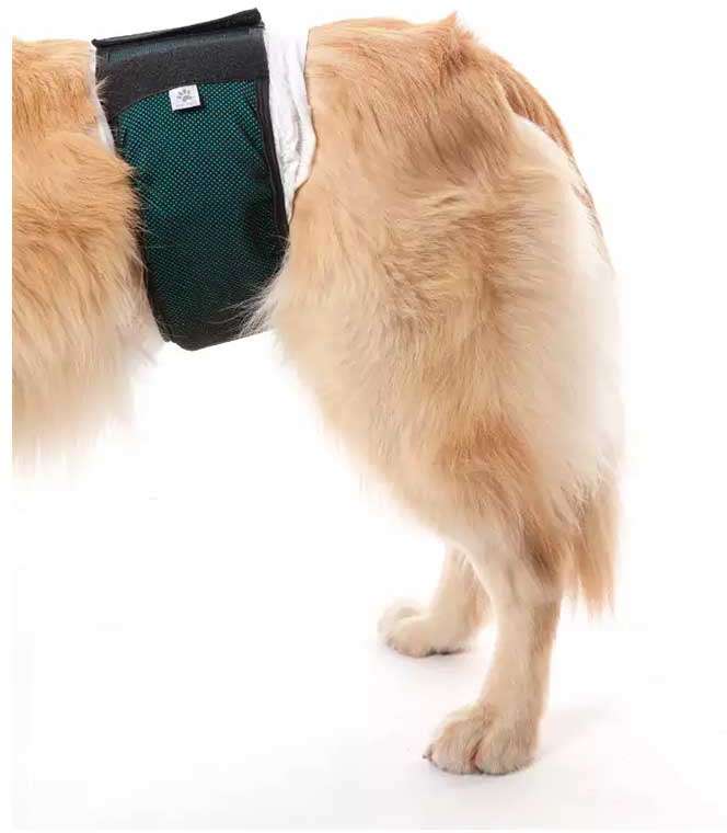 Protetor Higiênico Pet Med para Fraldas Verde para Cães Machos - Tam. 04