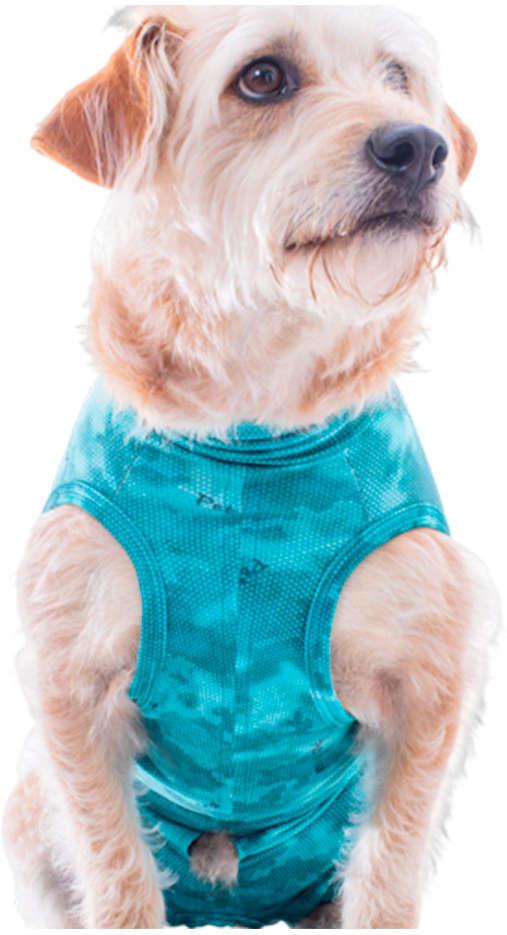 Roupa Pós Cirúrgica Pet Med Regular Dry Light Supreme Verde para Cães - Tam. 3