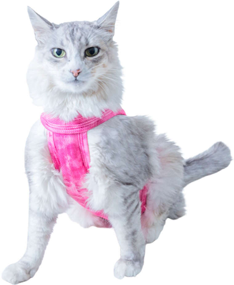 Roupa Pós Cirúrgica Pet Med Regular Dry Light Supreme Rosa para Gatos - Tam. 3