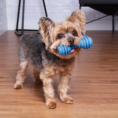 Mordedor Kroko Halteres Azul para Cães