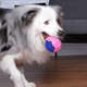 Brinquedo Kroco Bola Piscante Azul para Cães