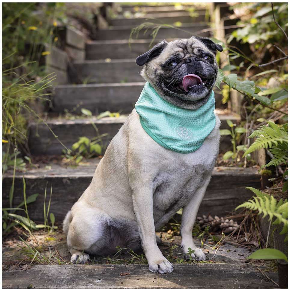 Bandana Refrescante GF Pet Tiffany para Cães - Tam. P