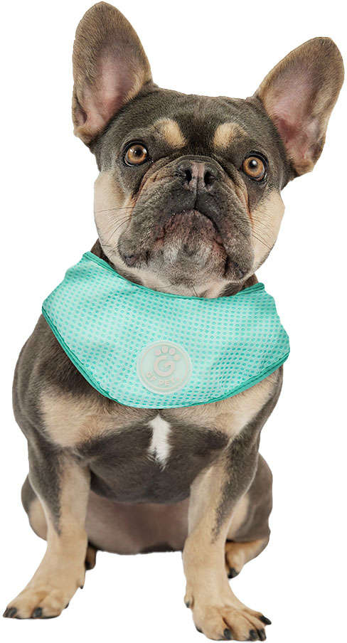 Bandana Refrescante GF Pet Tiffany para Cães - Tam. P