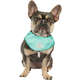 “Bandana Refrescante GF Pet Tiffany para Cães