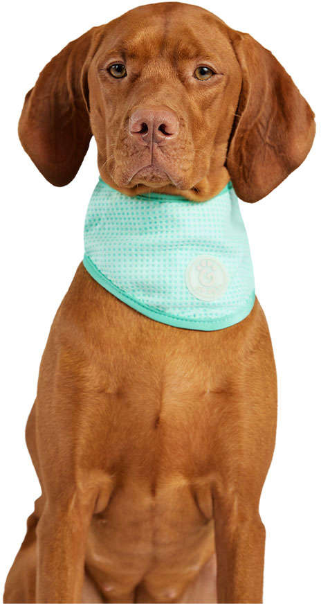 Bandana Refrescante GF Pet Tiffany para Cães - Tam. G