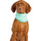 Bandana Refrescante GF Pet Tiffany para Cães