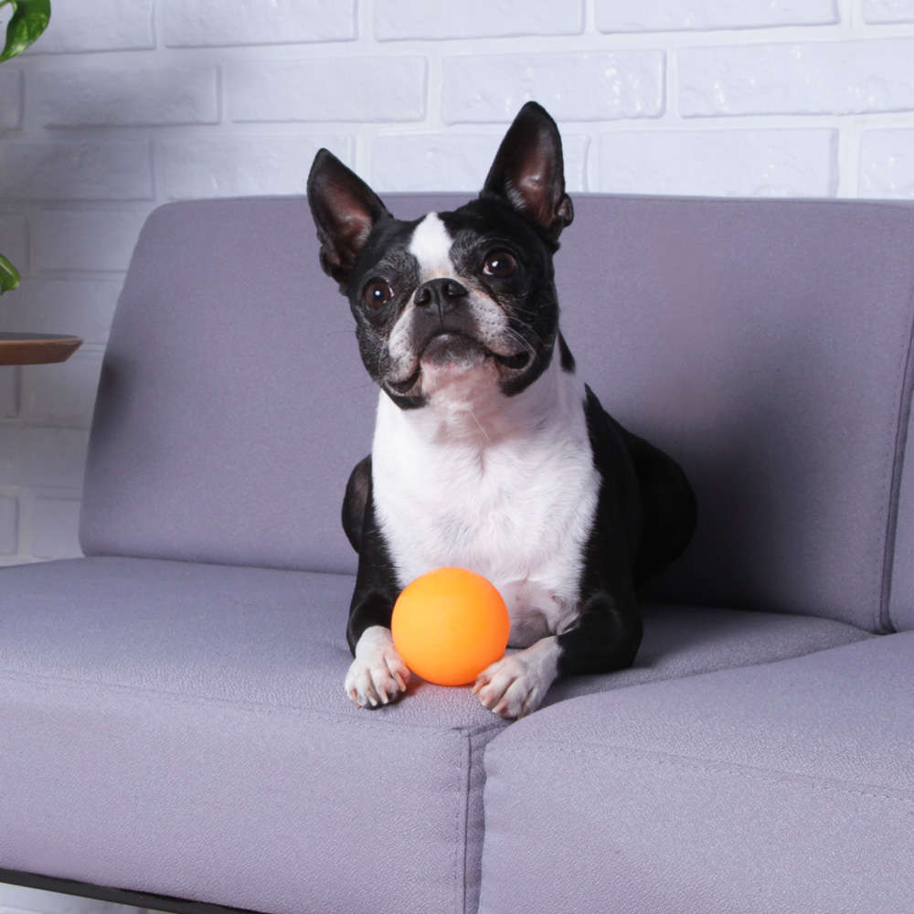 Bolinha Cores Neon Kroco Laranja para Cães - Tam. Único