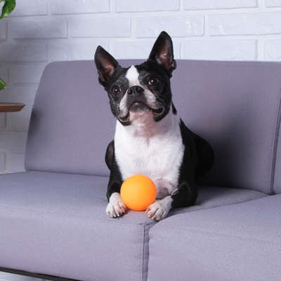 Bolinha Cores Kroco Laranja para Cães