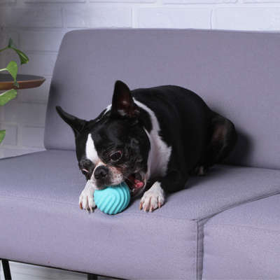 Bolinha Ondas Kroco Verde Água para Cães