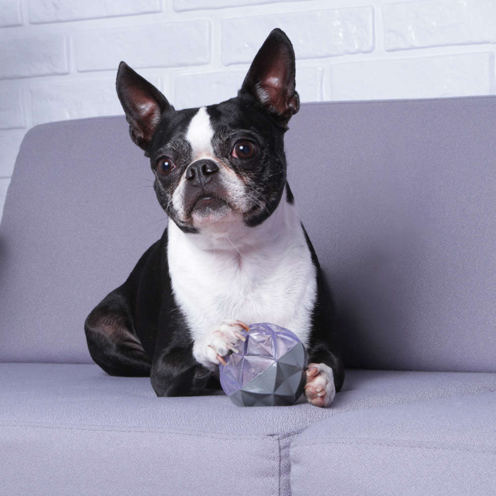 Bola Diamante Kroco Cinza para Cães - Tam. Único