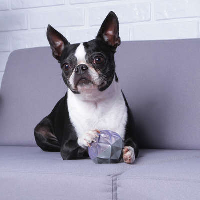 Bola Diamante Kroco Cinza para Cães