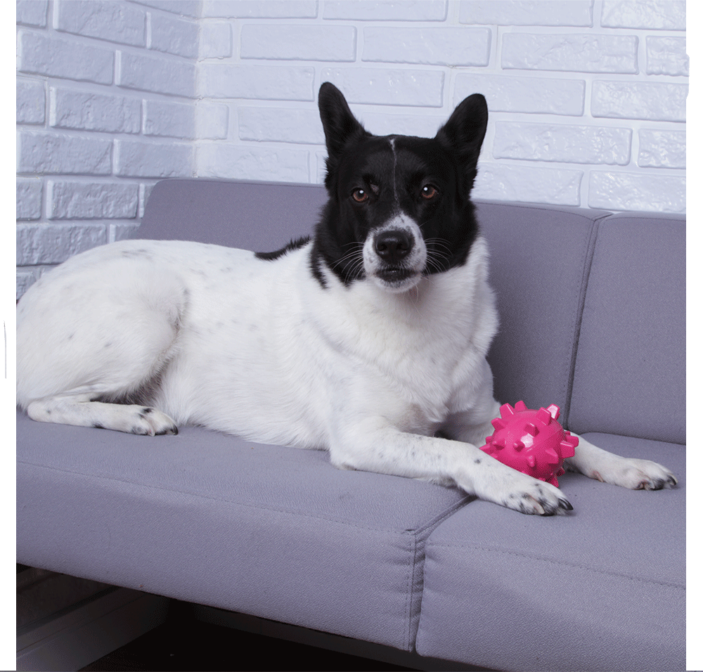 Bolinha Spike Kroco Rosa para Cães - Tam. Único
