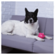 Bolinha Spike Kroco Rosa para Cães