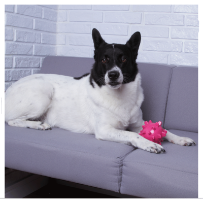 Bolinha Spike Kroco Rosa para Cães