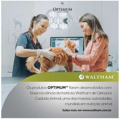 Ração Úmida Optimum Sachê para Gatos Adultos Sabor Salmão
