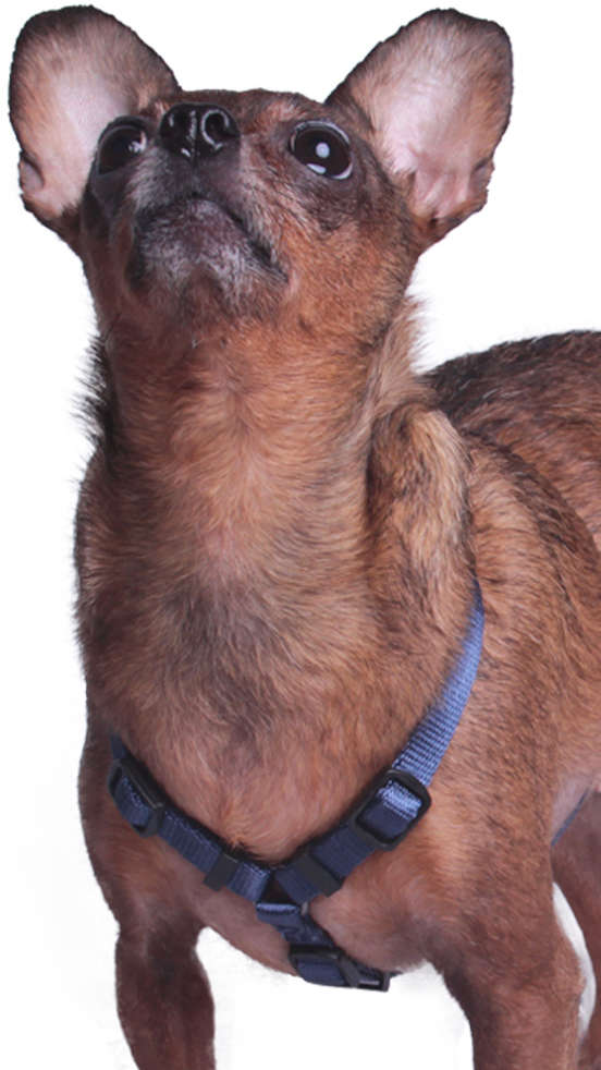 Peitoral H Future Pet Azul Marinho para Cães - Tam. PP