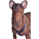 Peitoral H Future Pet Azul Marinho para Cães