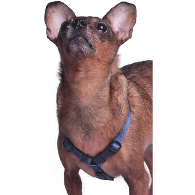 Peitoral H Future Pet Azul Marinho para Cães