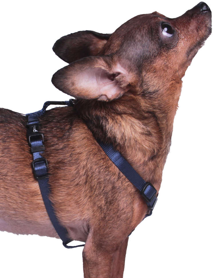 Peitoral H Future Pet Azul Marinho para Cães - Tam. PP