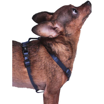 Peitoral H Future Pet Azul Marinho para Cães